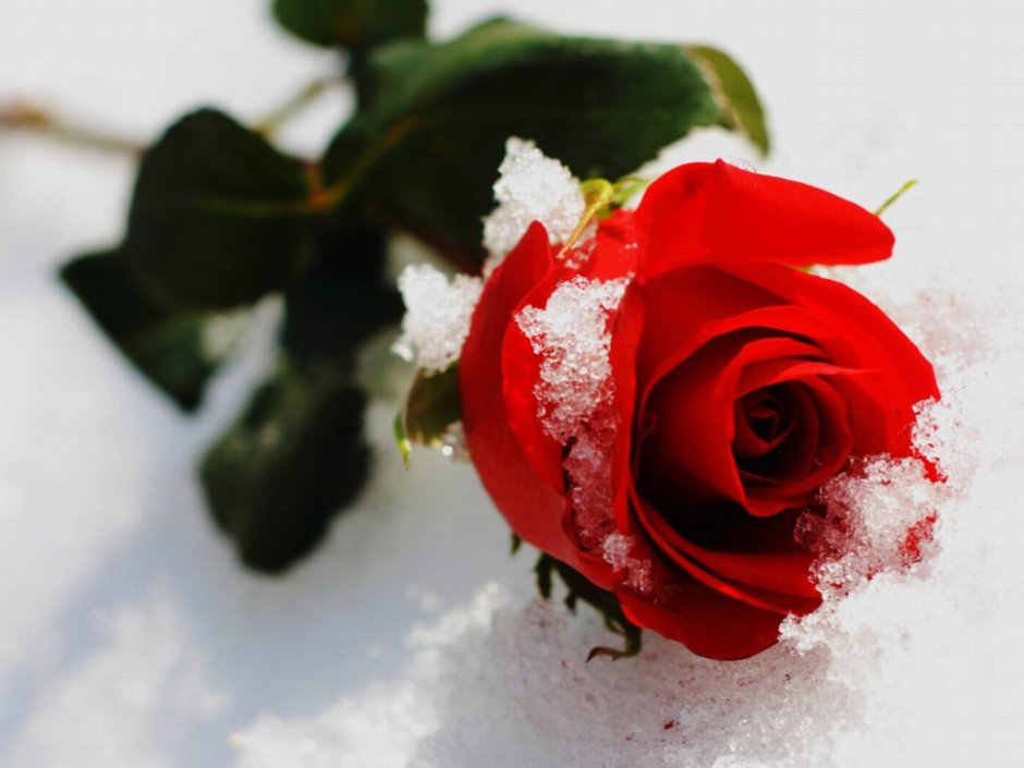 Роза на снегу в 3 d