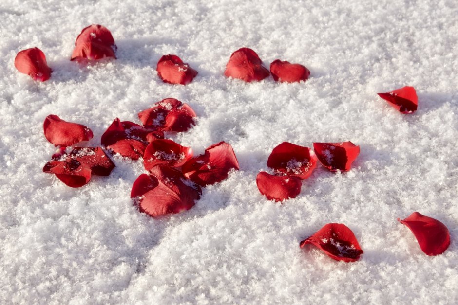 Лепестки роз на снегу