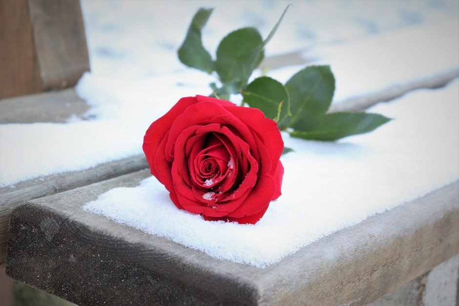 Одинокая роза на снегу