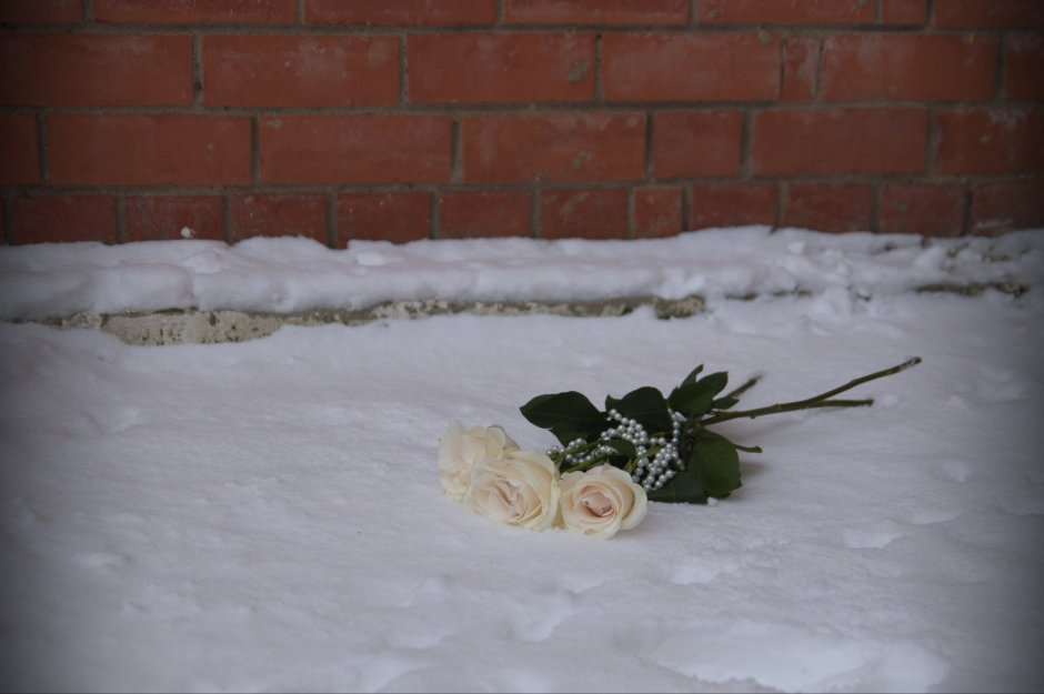 Белые розы на могиле