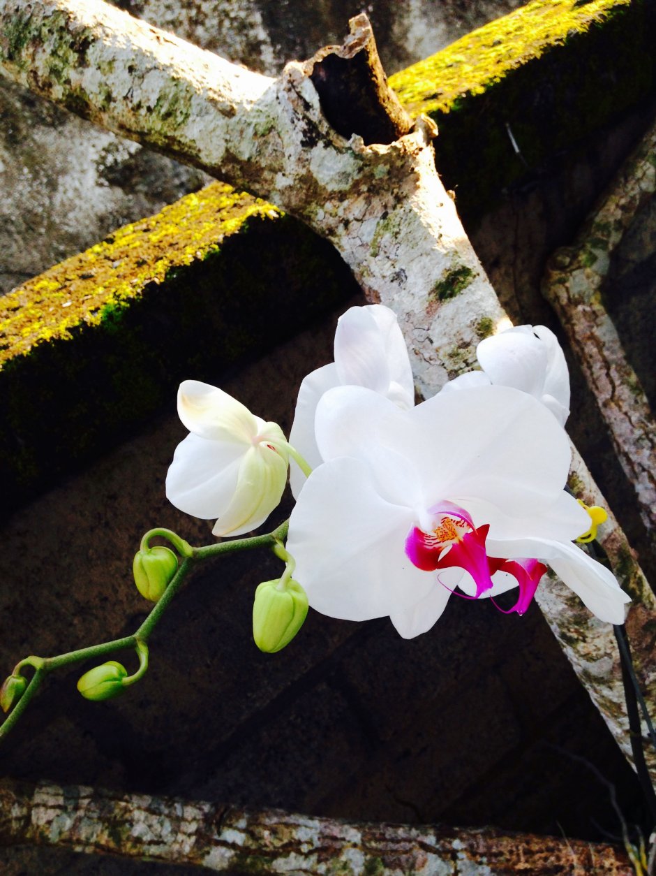 Орхидея фаленопсис в дикой природе