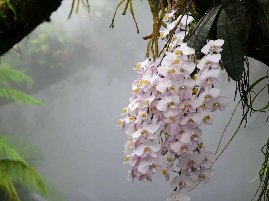 Орхидея фаленопсис в дикой природе