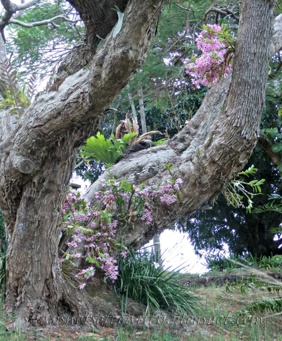 Растения-Эпифиты на стволе дерева