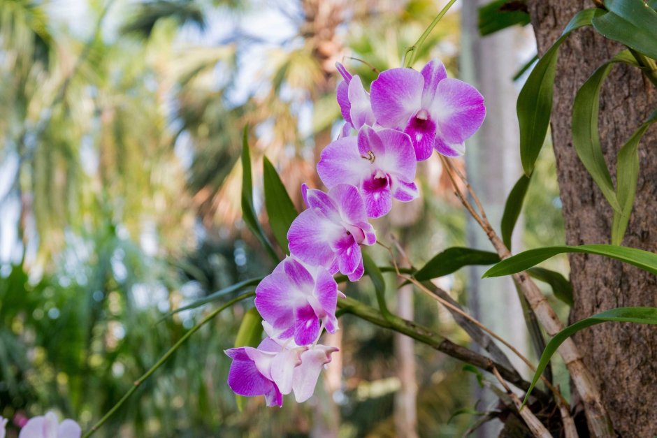 Орхидные Эпифиты