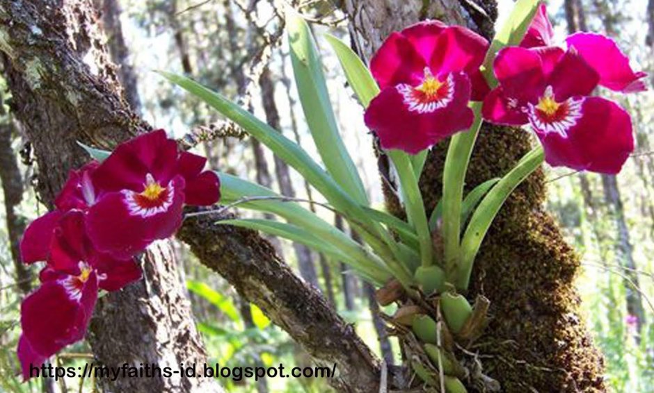 Орхидея Мильтония в природе