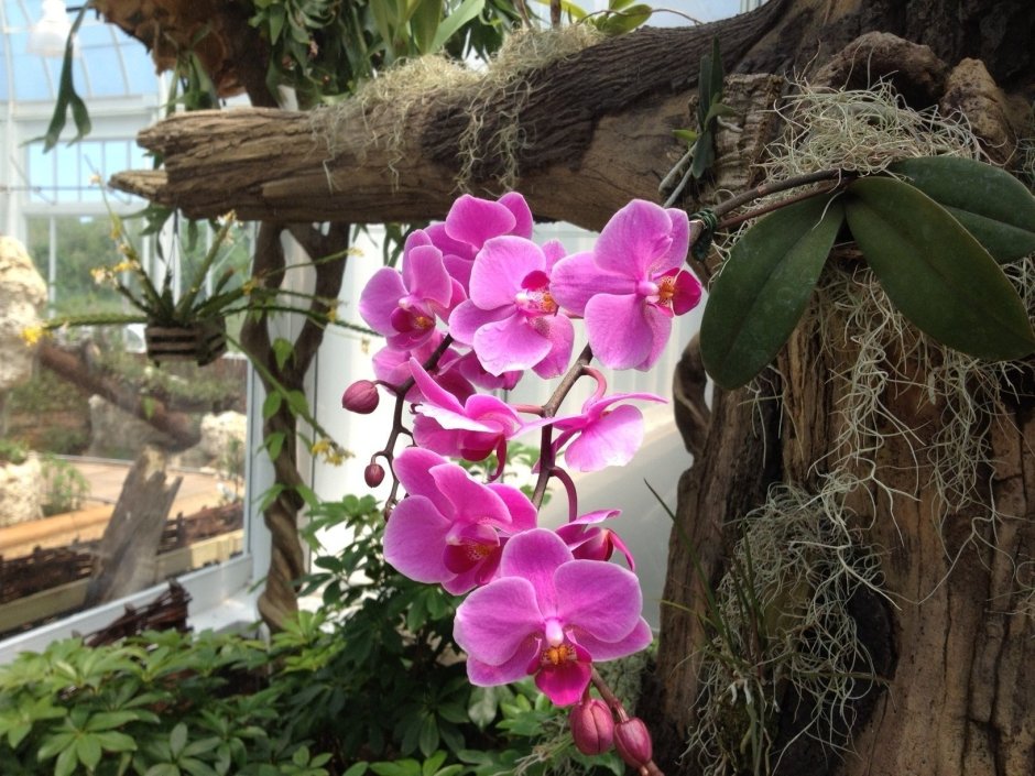 Орхидея фаленопсис в природе