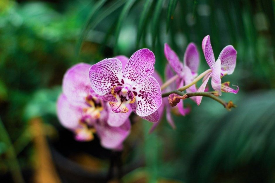 ALPICA Тропическая Орхидея