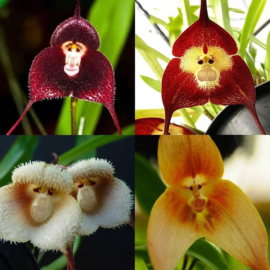 Орхидея с мордочкой лисы