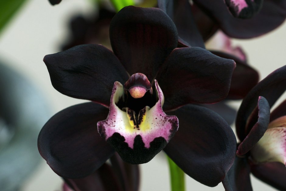 Орхидея капуцин