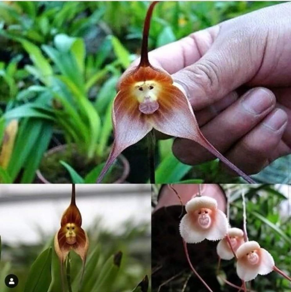 Орхидея Обезьянья мордочка