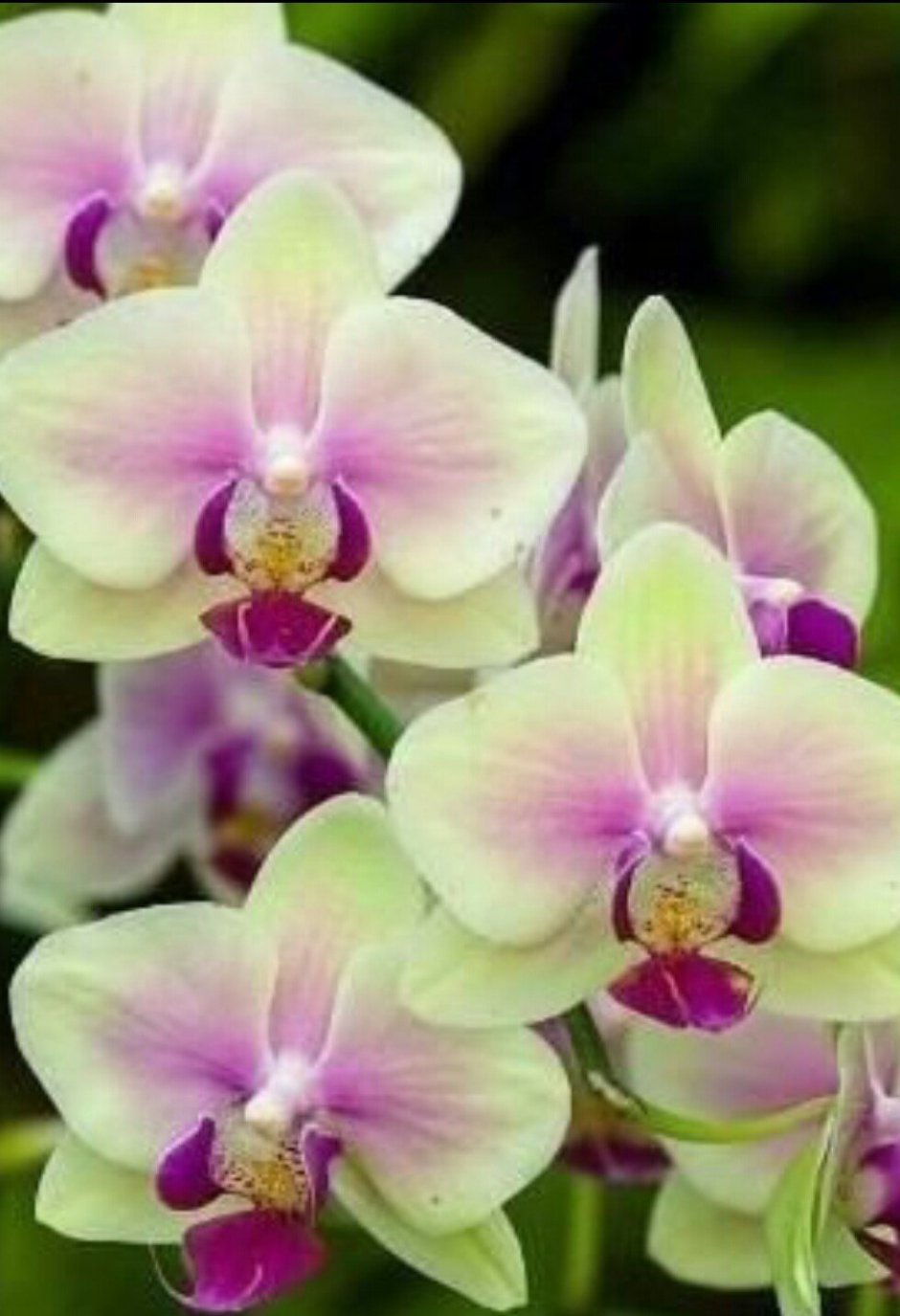 Орхидея фиолетово желтая