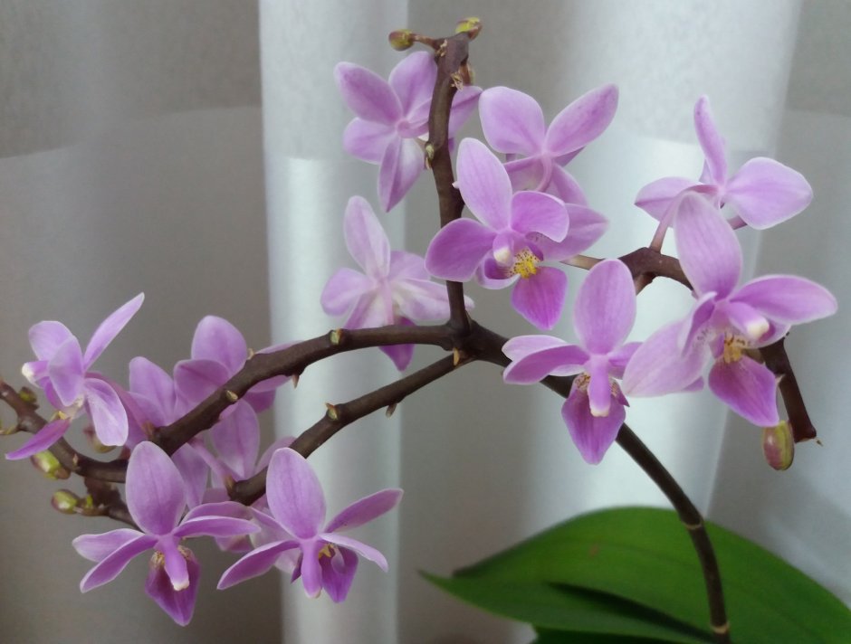 Орхидея лимпопо