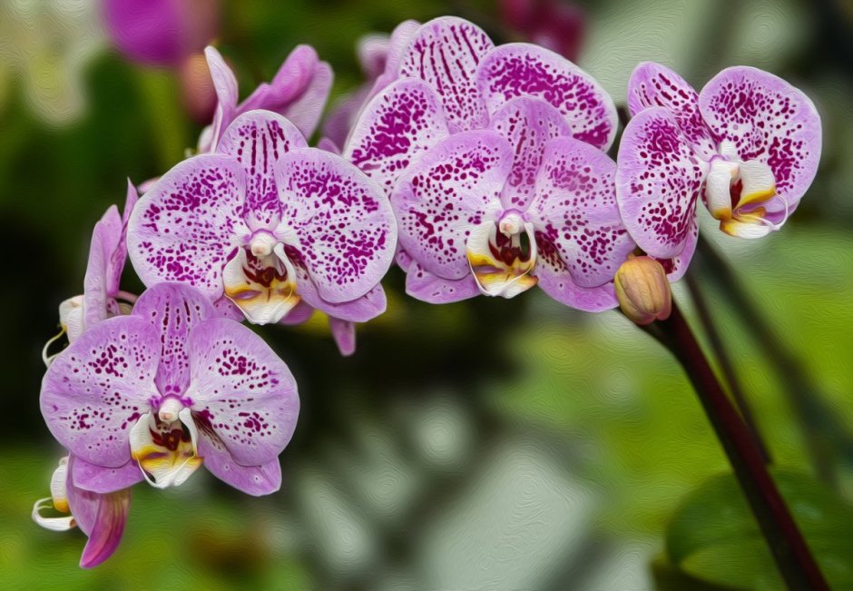 Орхидея фаленопсис тигровпч