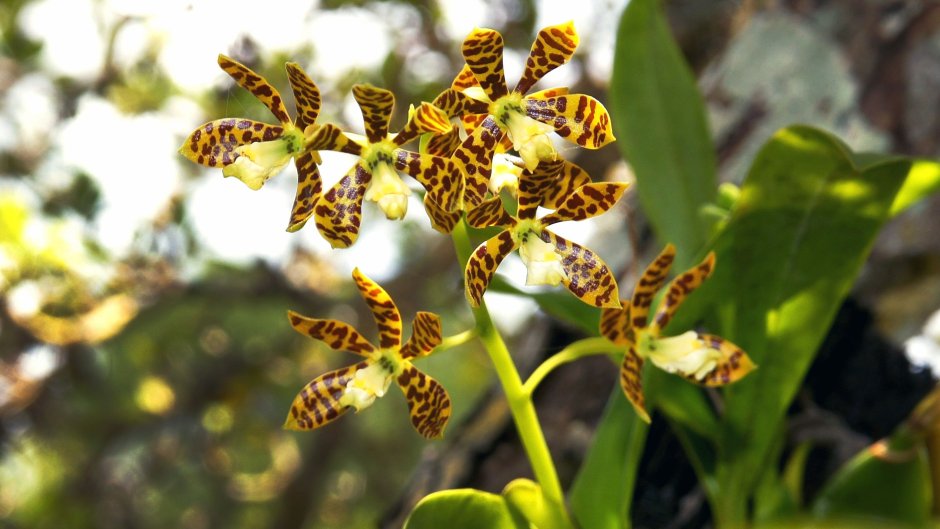 Орхидея декоративнолиственная