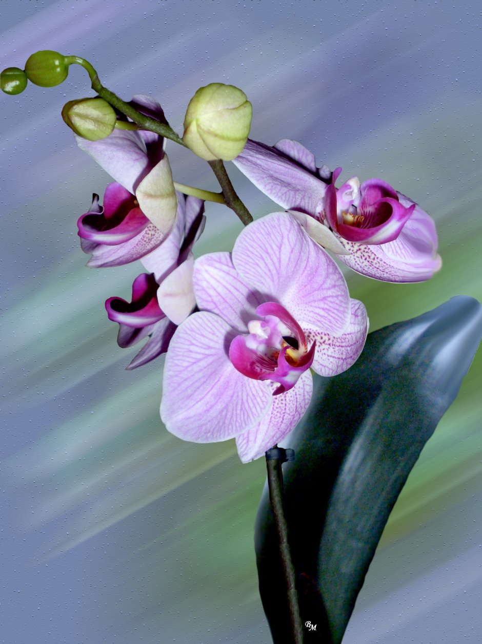 Орхидея Эсми
