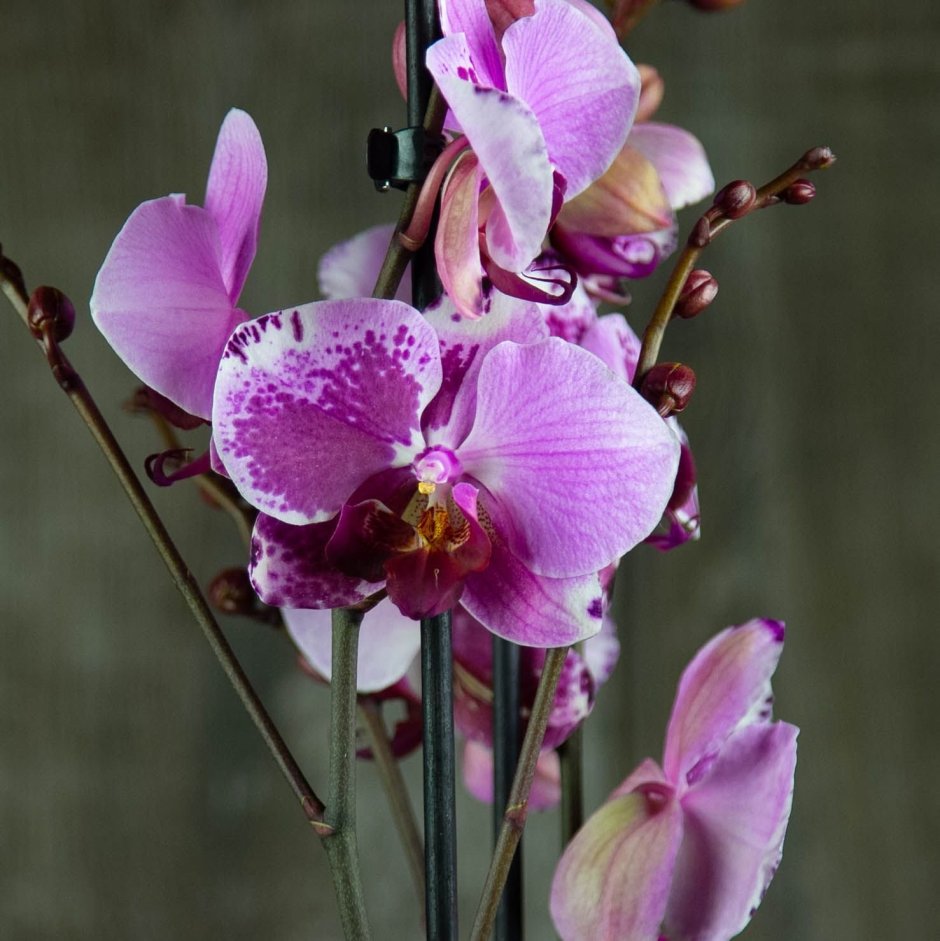 Орхидея фаленопсис расцветки