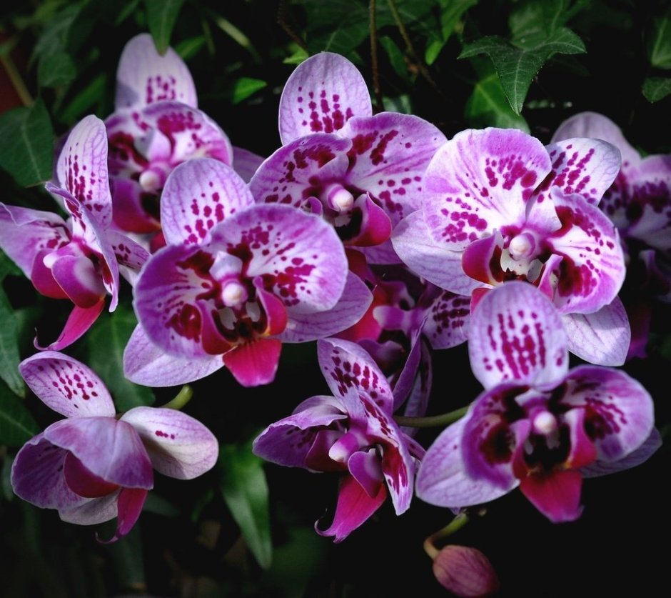 Орхидея тигровая фиолетовая