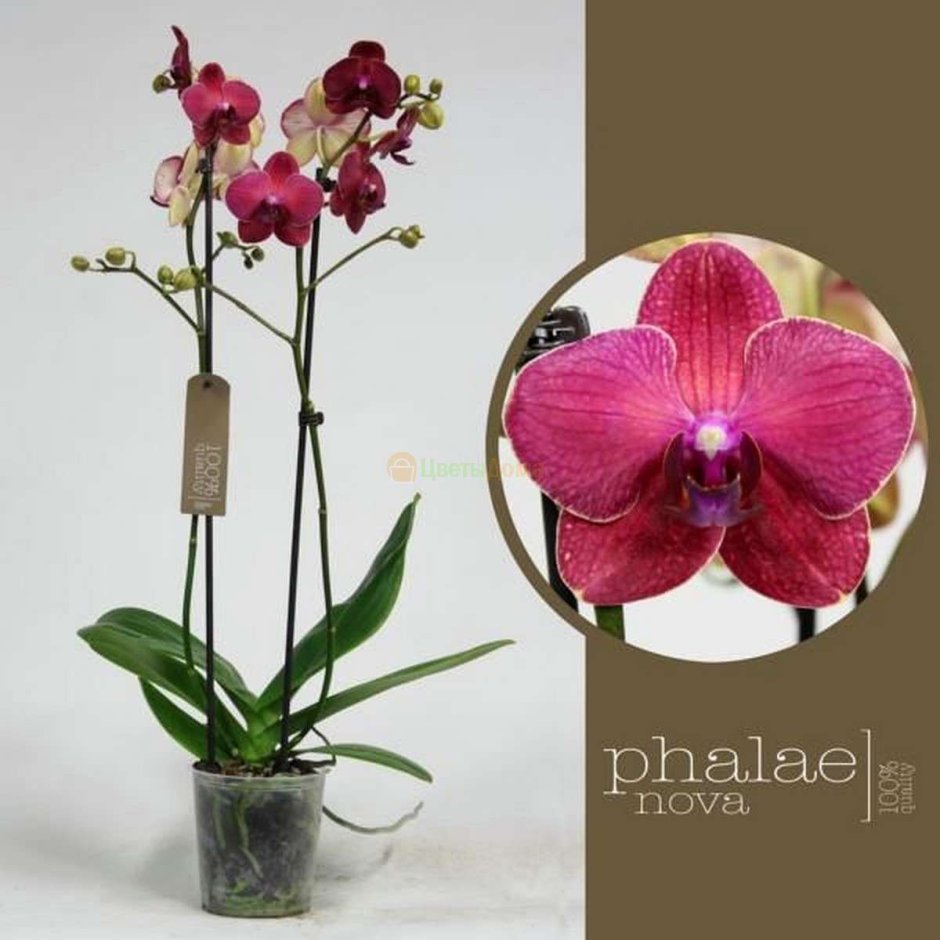 Орхидея фаленопсис Россини