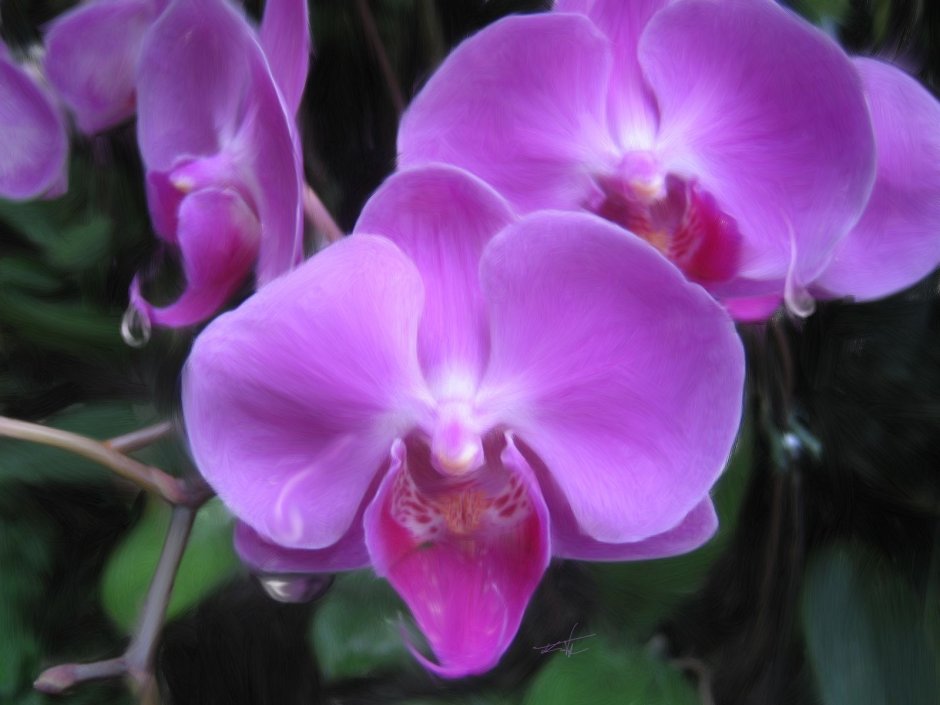 Орхидея Serena