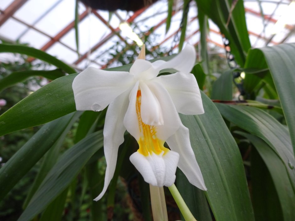 Орхидея ангел целогина
