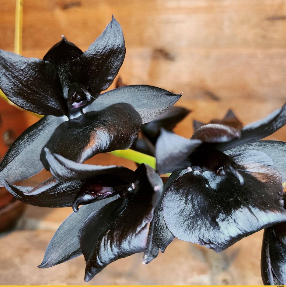 Орхидея с темными листьями