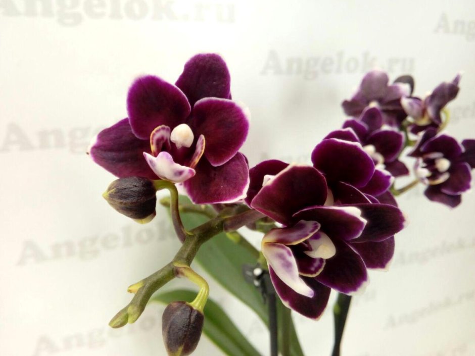 Phalaenopsis Miki Black Angel