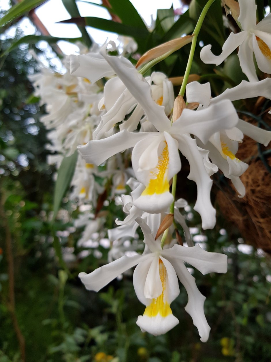 Орхидея ангел
