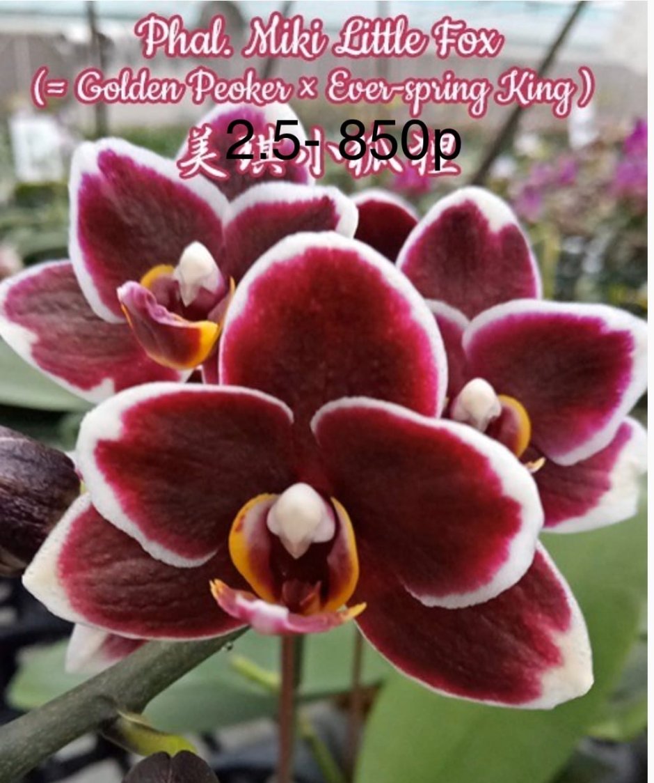 Орхидея Phal. Taida Pearl