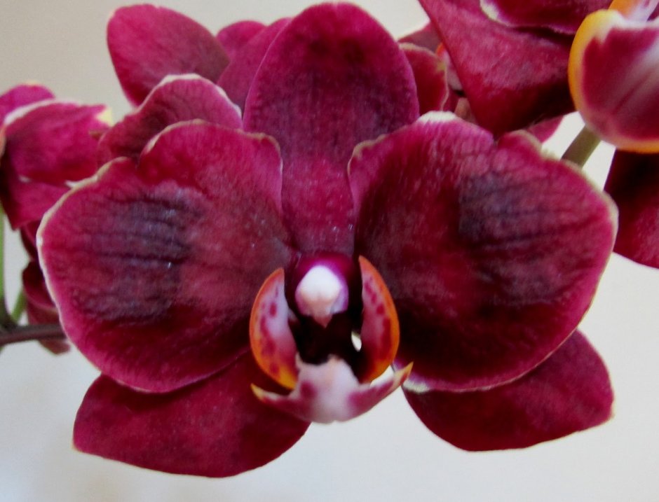 Орхидея фаленопсис бургунди