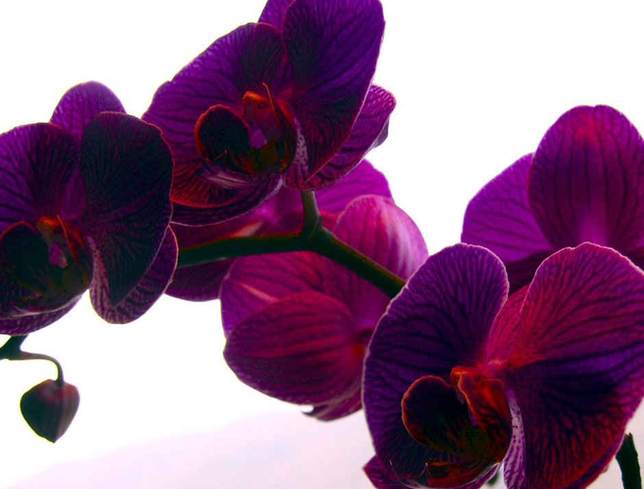 Орхидея фаленопсис, тиара