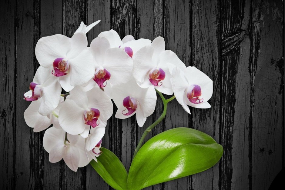 Орхидея Scroppino фото