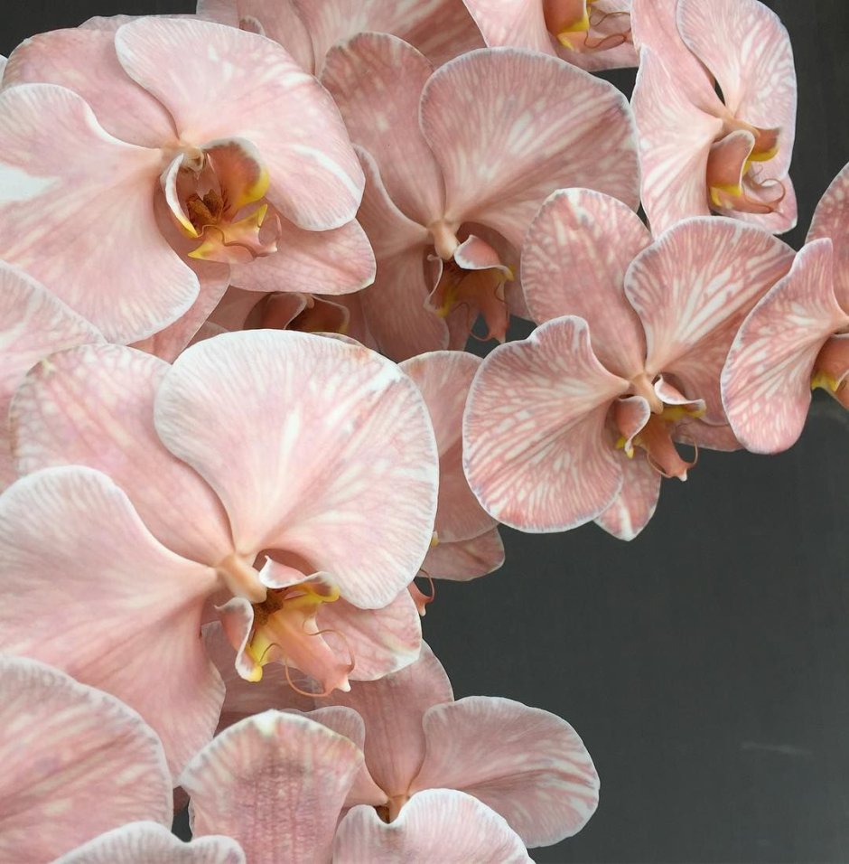 Орхидея кантри