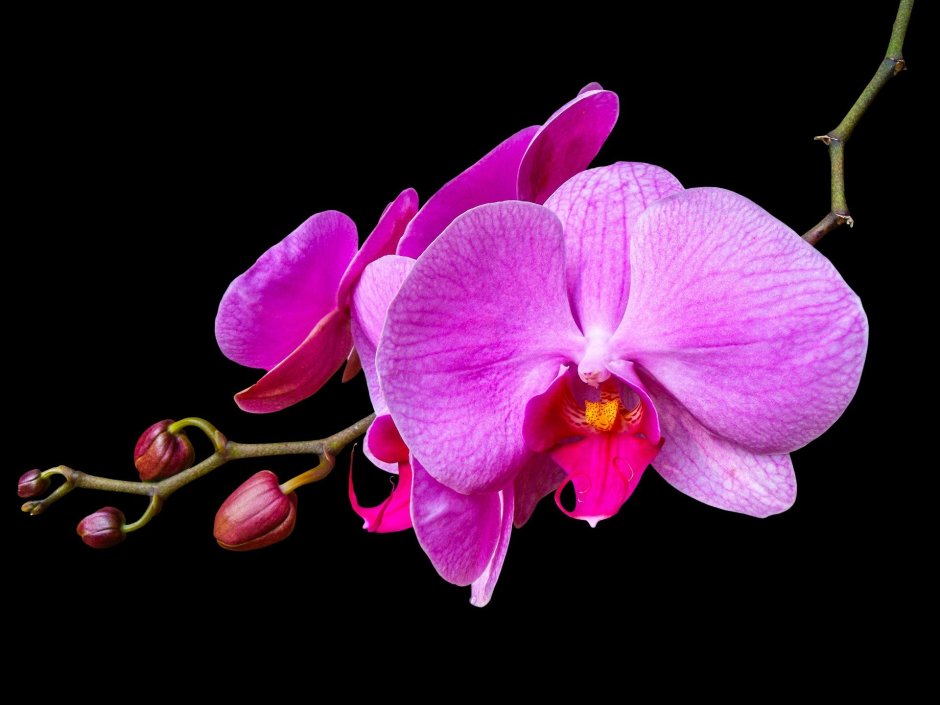 Темно розовая Орхидея фаленопсис