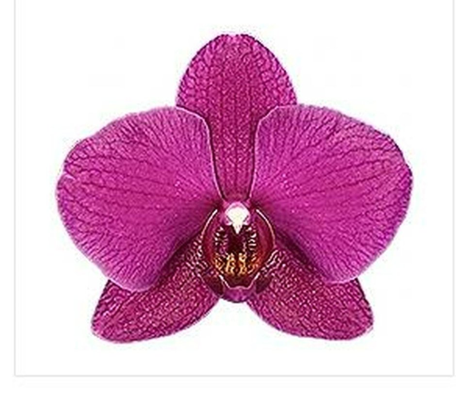 Орхидея Вивальди