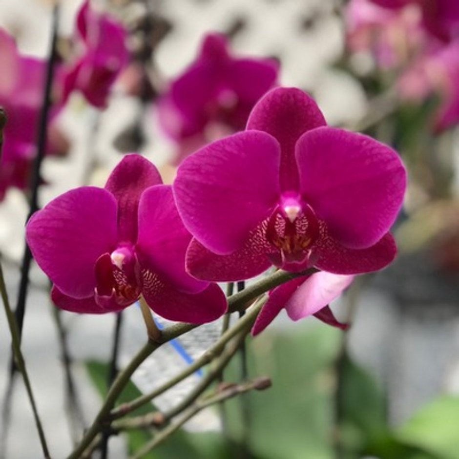 Орхидея Вивальди фото