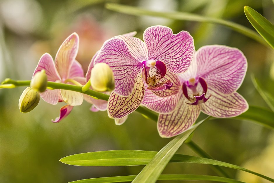 Орхидея Вивальди