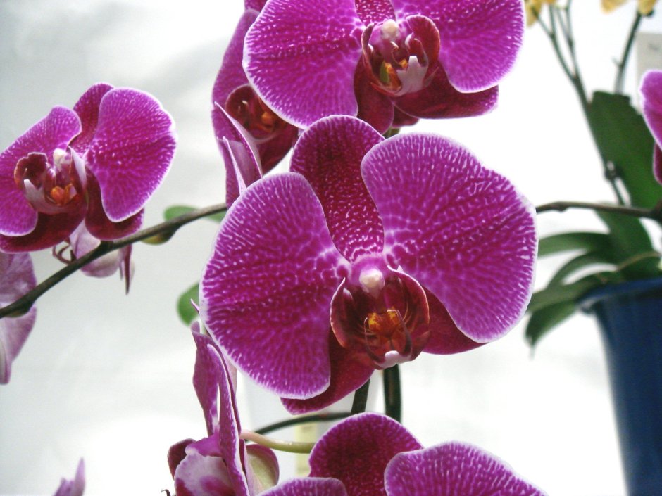 Йоханнесбург орхидея