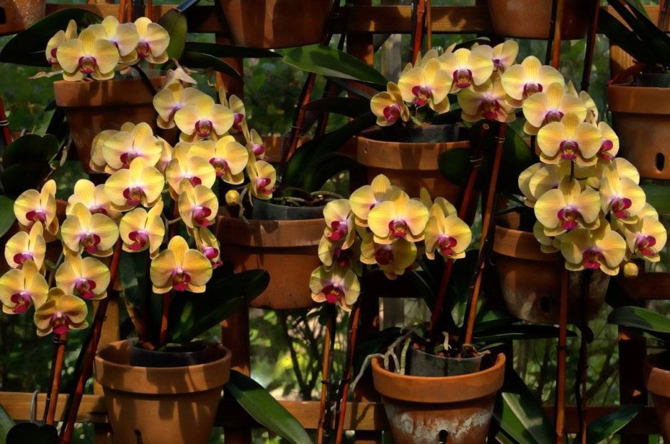Орхидея паленомпсиксис