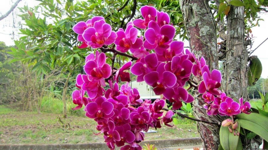 Орхидея эпифит