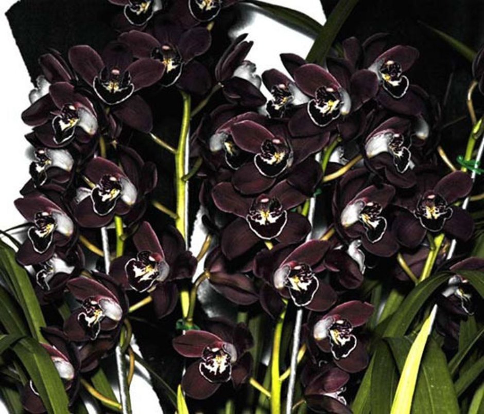 Цимбидиум Орхидея черная
