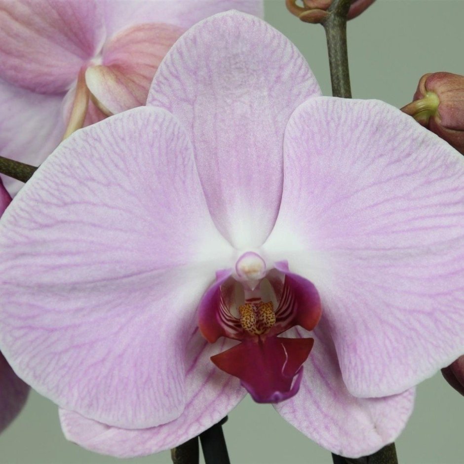 Орхидея фаленопсис Sacramento
