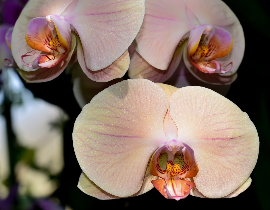 Просекко орхидея