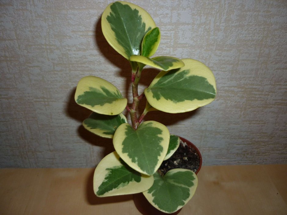 Комнатное растение с овальными листьями