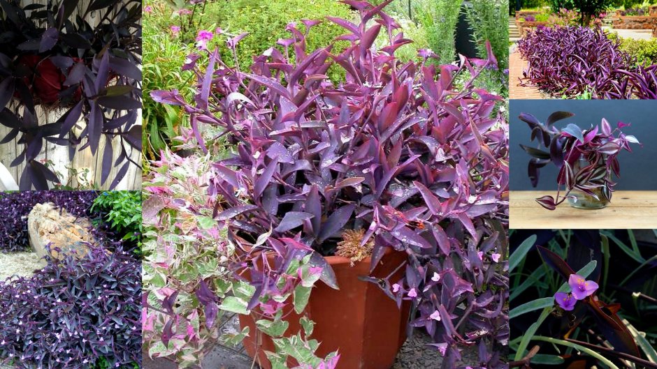 Растение с фиолетовыми листьями уличное