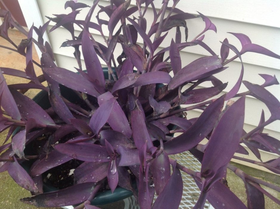 Сеткреазия пурпурная корень