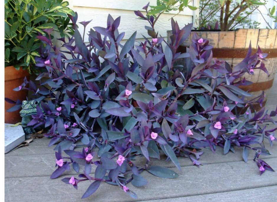 Сеткреазия пурпурная Setcreasea purpurea