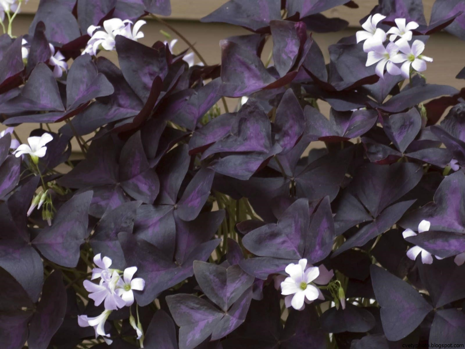 Оксалис с фиолетовыми листьями