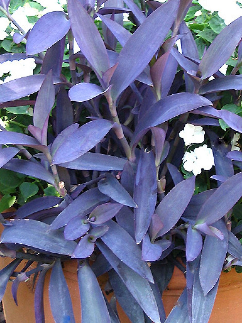 Плющ с фиолетовыми листьями