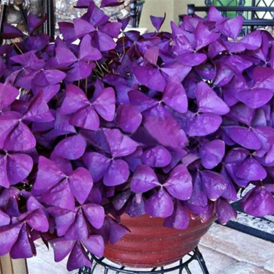 Кислица фиолетовая оксалис