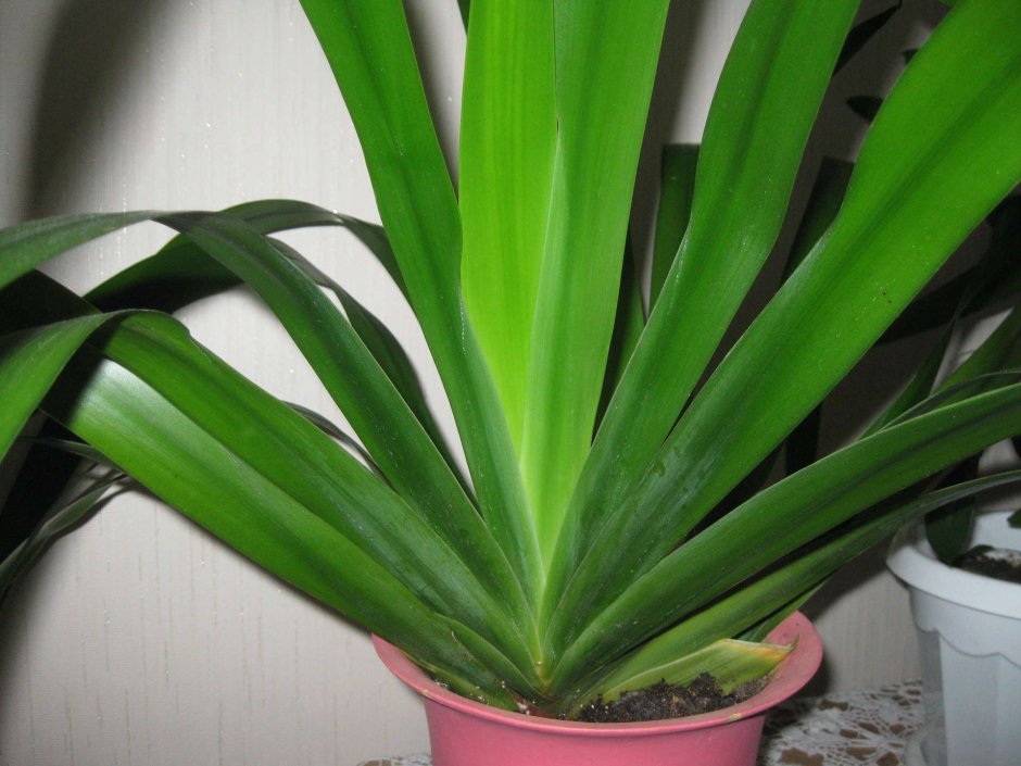 Растение с длинными зелеными листьями